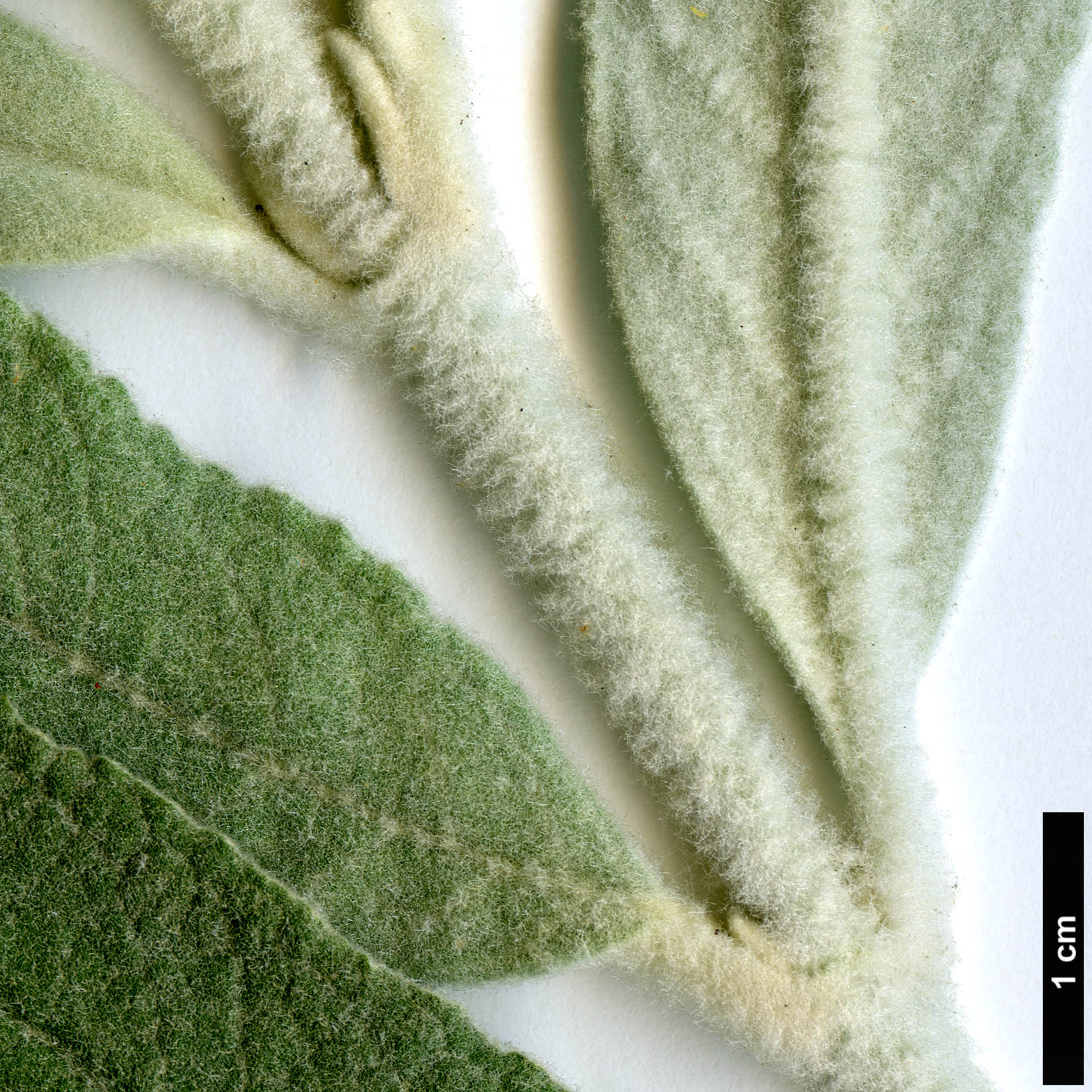 High resolution image: Family: Scrophulariaceae - Genus: Buddleja - Taxon: nivea